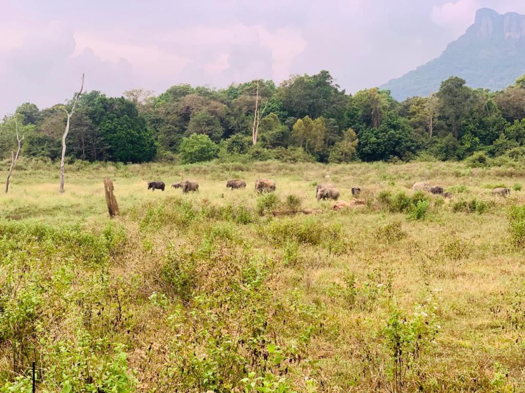 Gal Oya Lake View Inginiyagala Polwatta Exterior foto